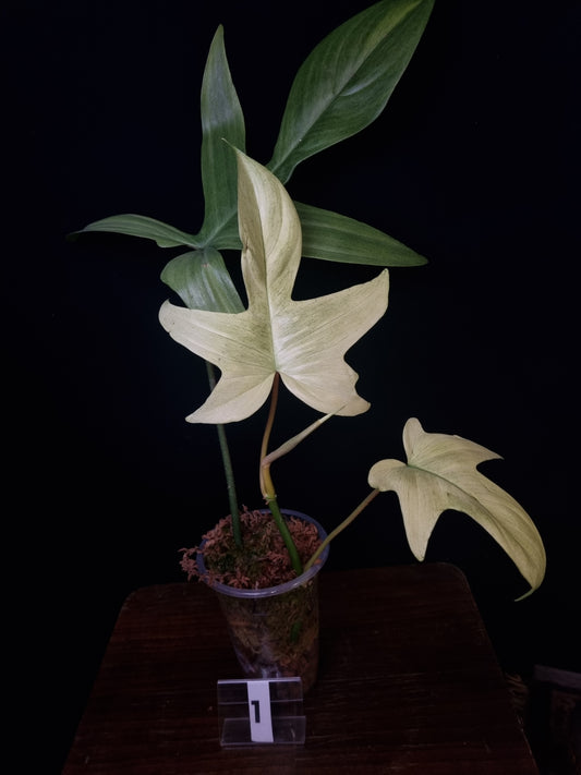 Philodendron Florida Ghost big leaf