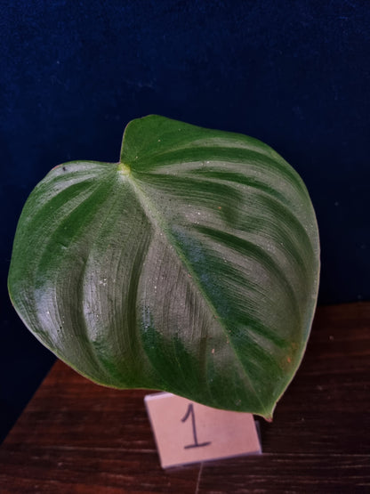 Philodendron Nangaritense x Wernerii