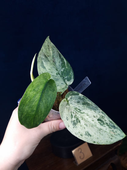Scindapsus Jade Satin Marble Queen