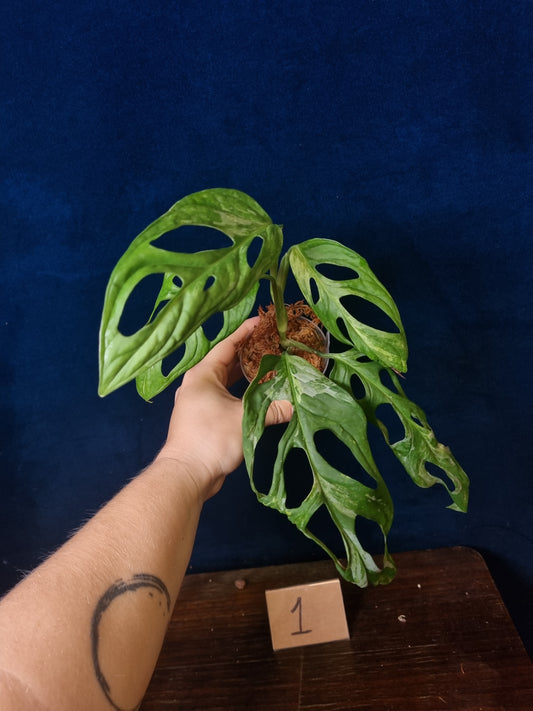 Monstera Adansonii Indonesian Marble