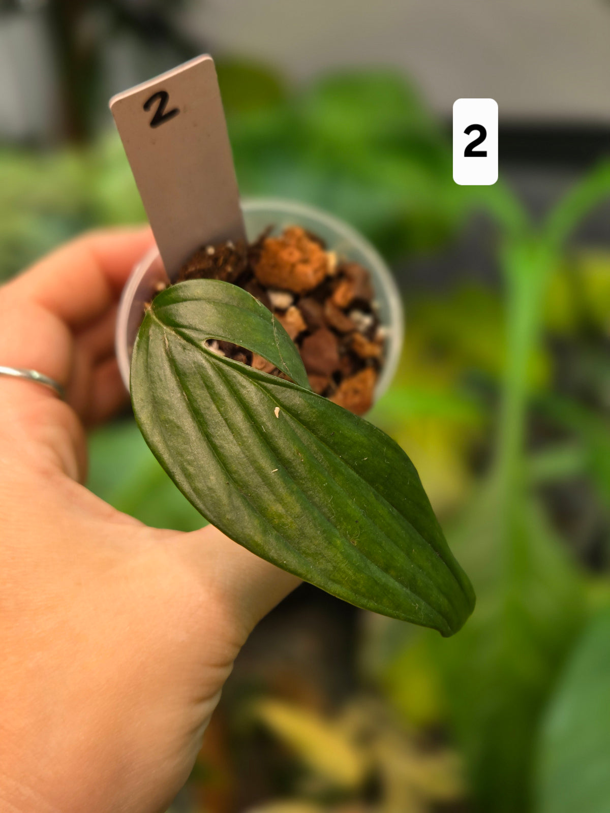 Monstera Spruceana
