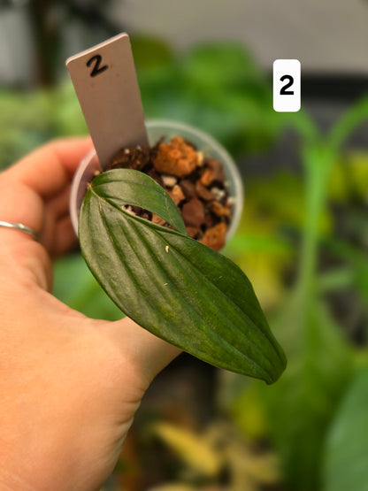 Monstera Spruceana