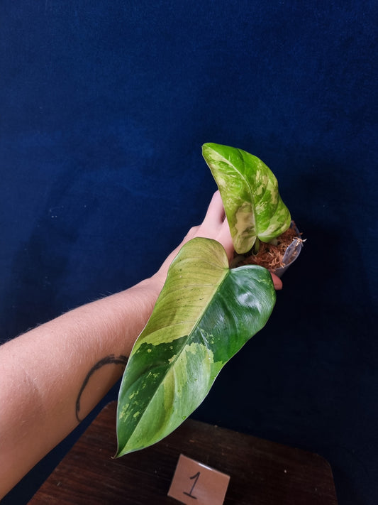 Philodendron Whipple Way Marble/Mint