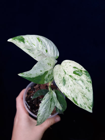 Epipremnum Pinnatum Marble