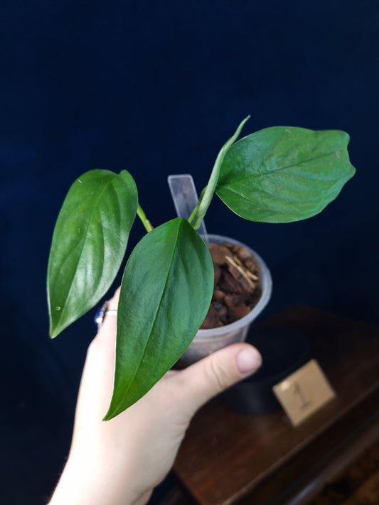 Monstera aff. Obliqua Filamentous