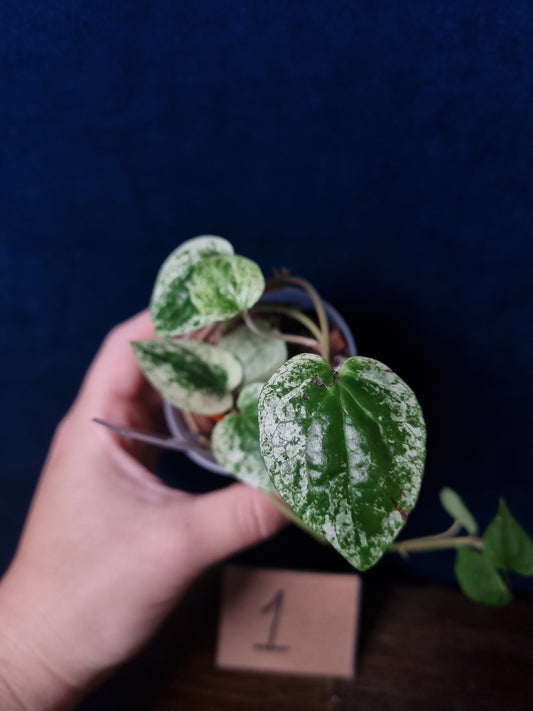 Piper Macropiper Variegata Small