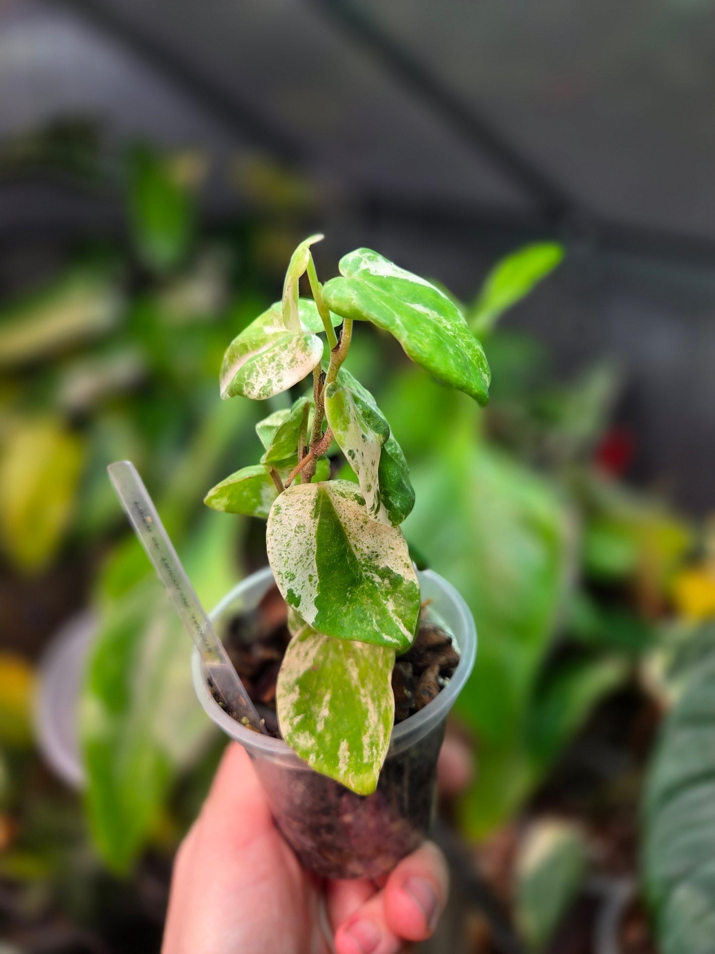 Piper SP Tricolor 'Jadeite'