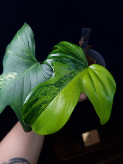 Philodendron Pedatum Variegata