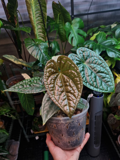 Anthurium Luxurians