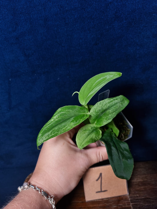 Rhaphidophora Korthalsii