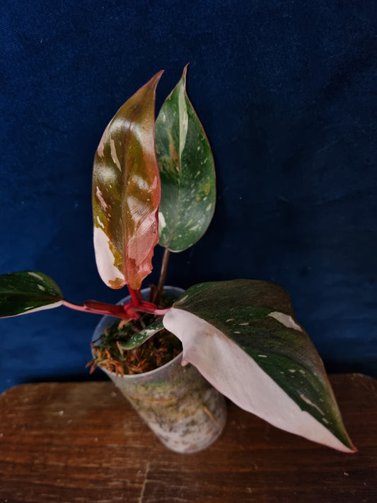 Philodendron Red Anderson