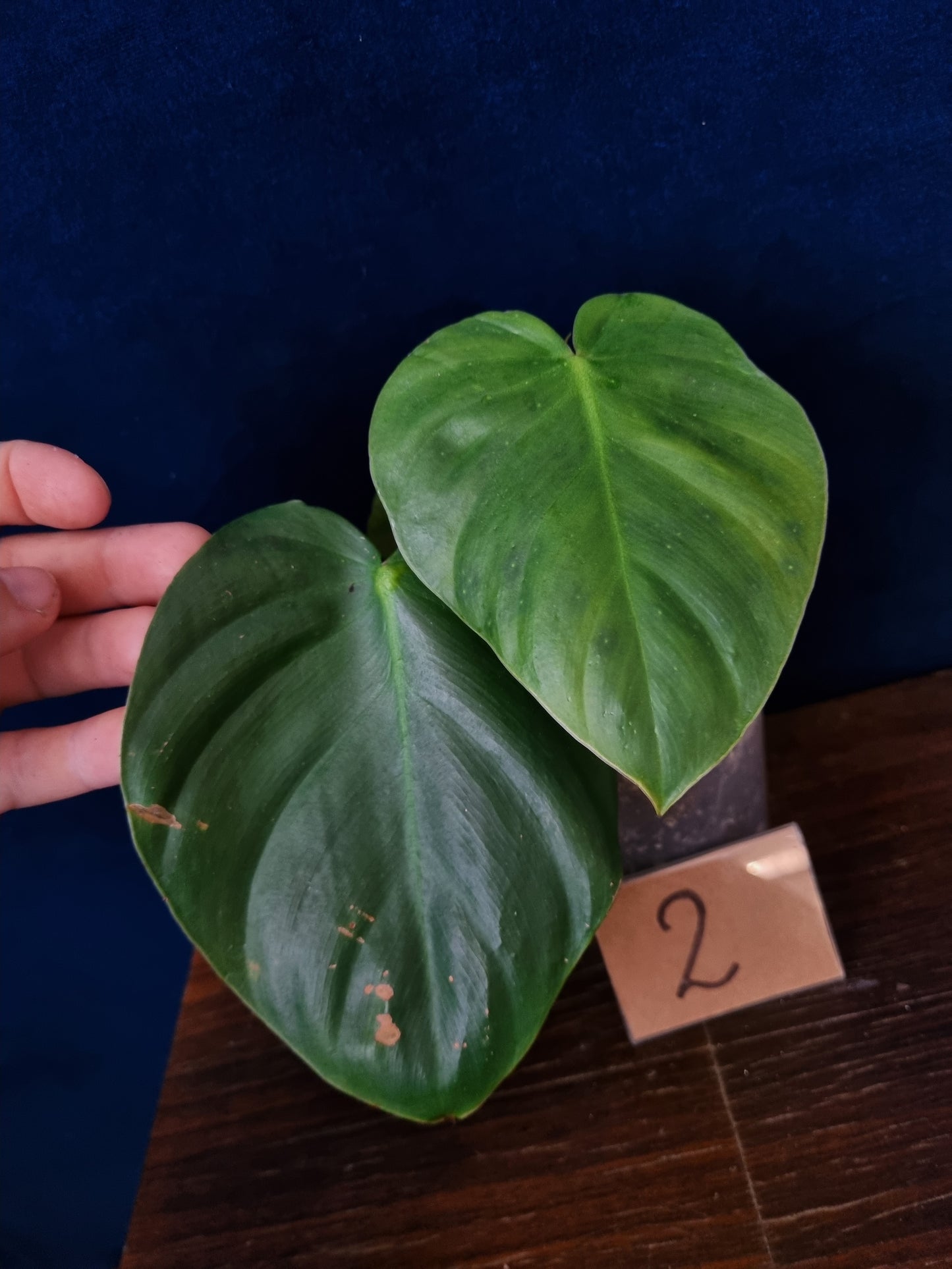 Philodendron Nangaritense x Wernerii