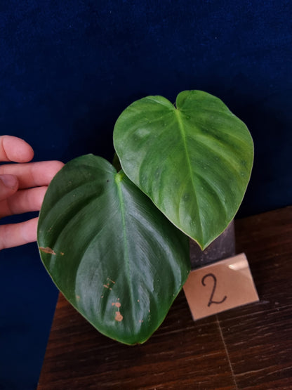 Philodendron Nangaritense x Wernerii