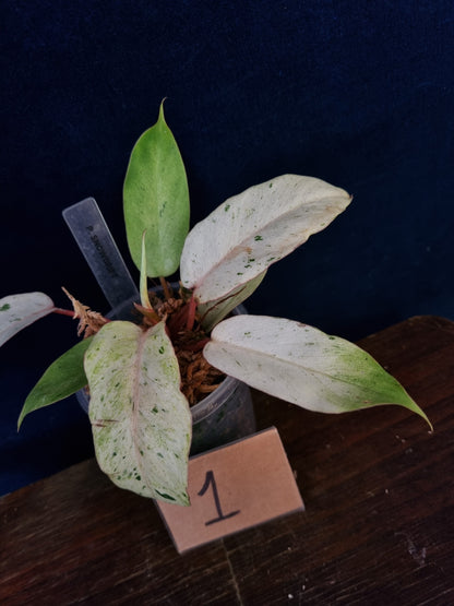 Philodendron Snowdrift