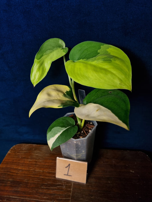 Scindapsus Jade Satin Aurea