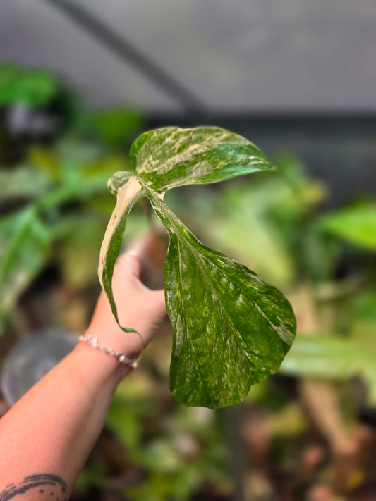 Amydrium Medium Variegata