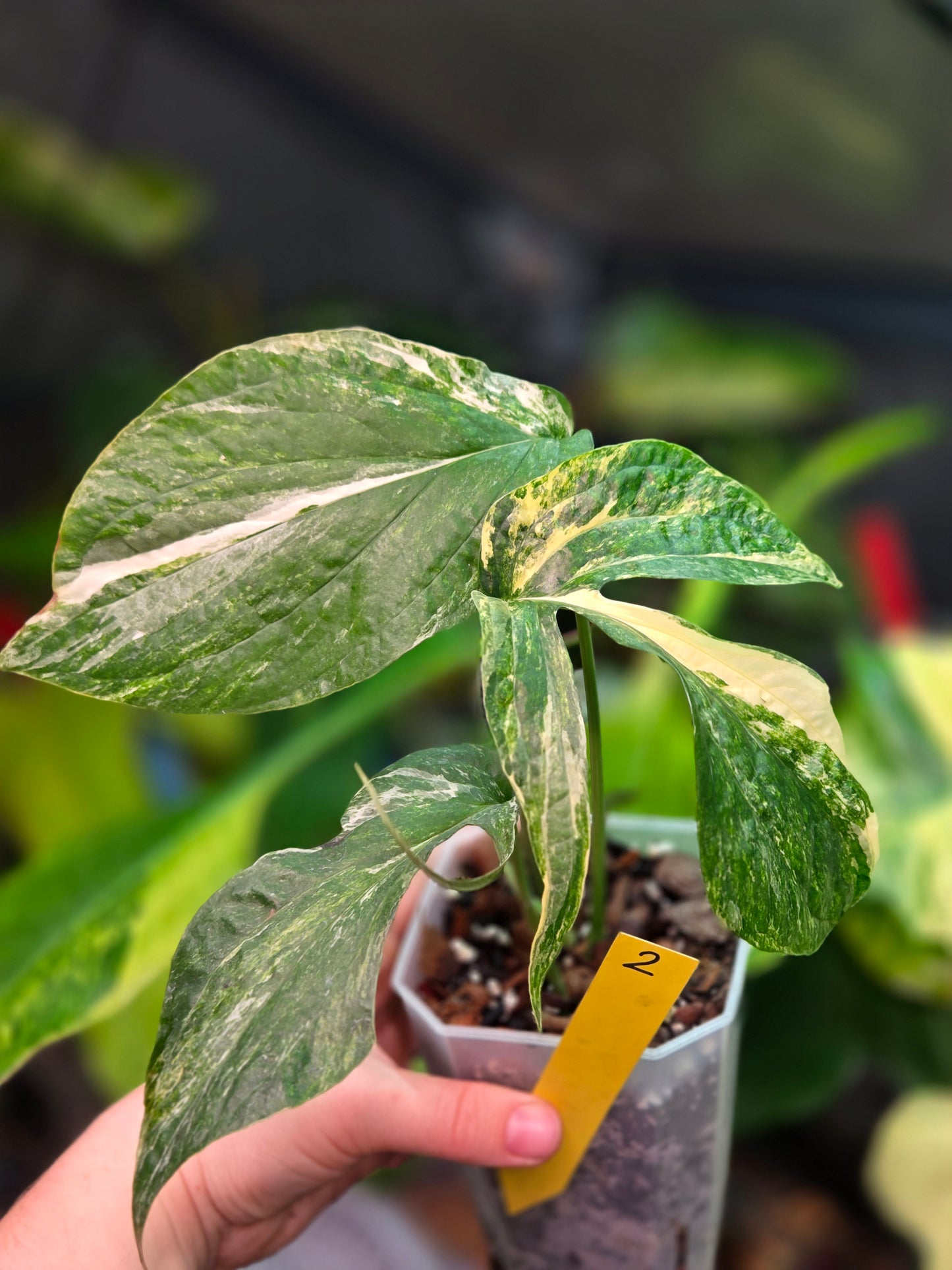 Amydrium Medium Variegata