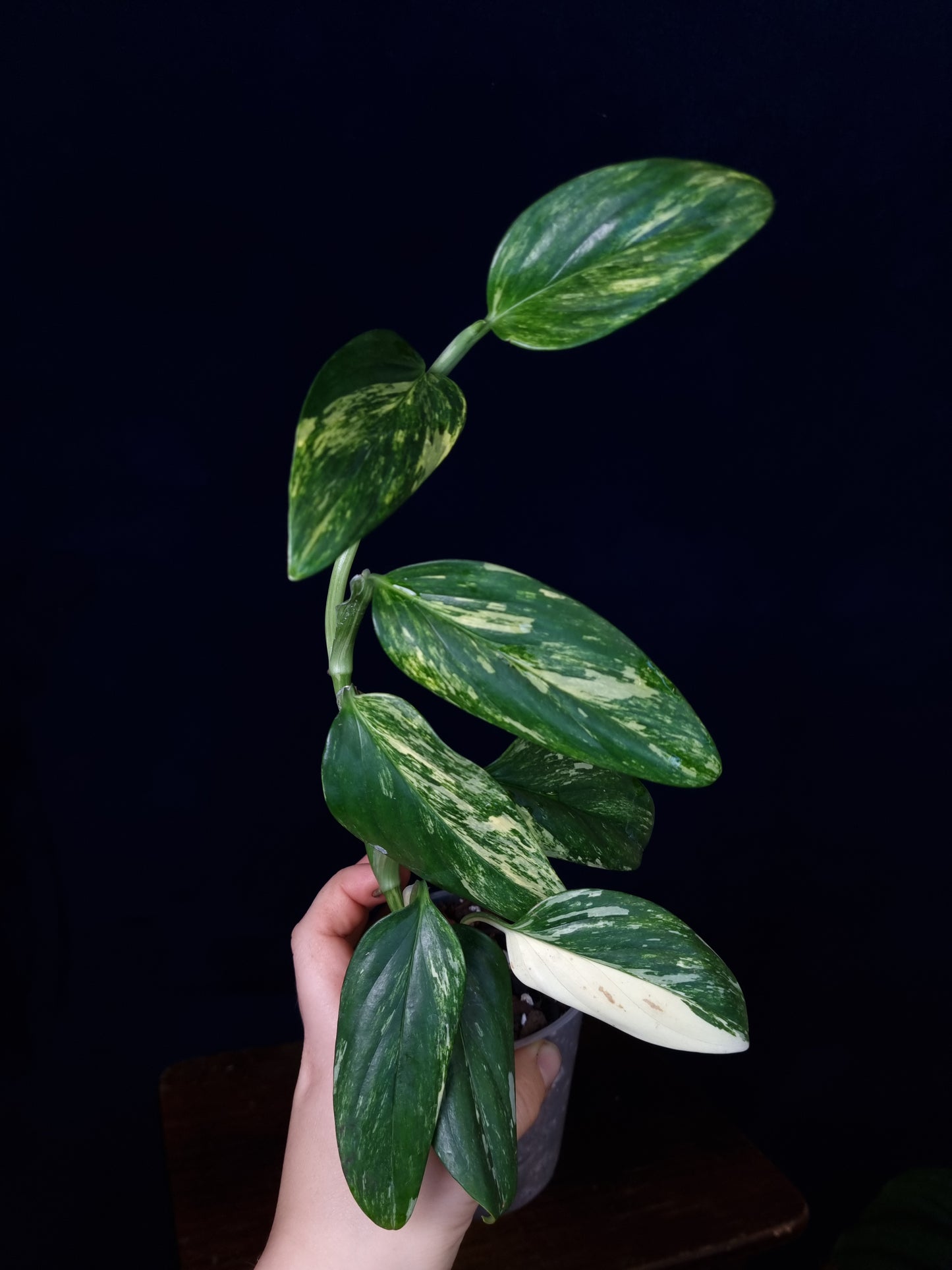 Monstera Standleyana Aurea Medium