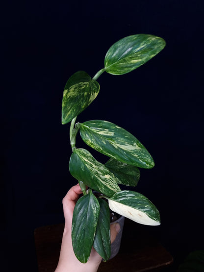 Monstera Standleyana Aurea Medium