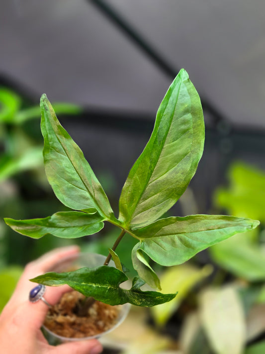 Syngonium Angustatum Aurea