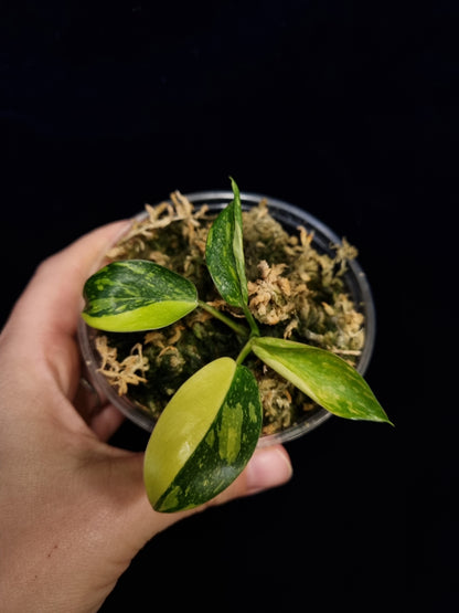 Philodendron Green Congo Variegata