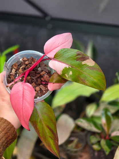 Philodendron Persimmon Princess
