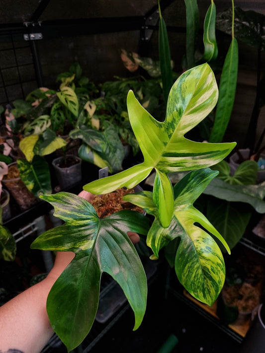 Philodendron Florida Beauty