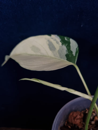 Rhaphidophora Tetrasperma Albo