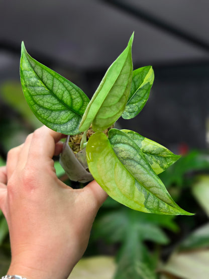 Monstera Siltepecana Aurea