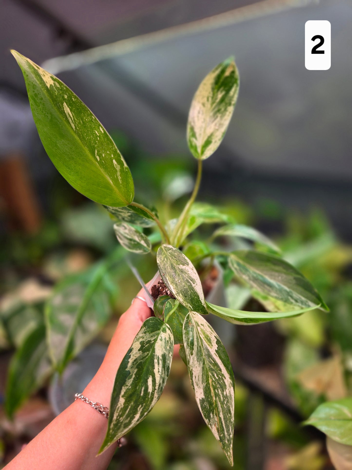 Philodendron Emerald Ice - Medium