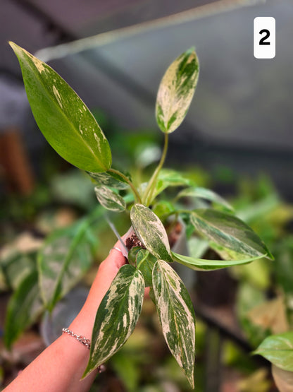 Philodendron Emerald Ice - Medium