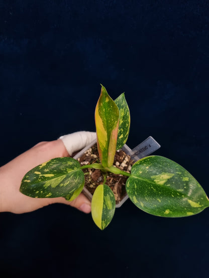 Philodendron Green Congo Variegata