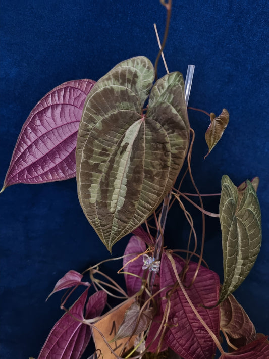 Dioscorea Discolor