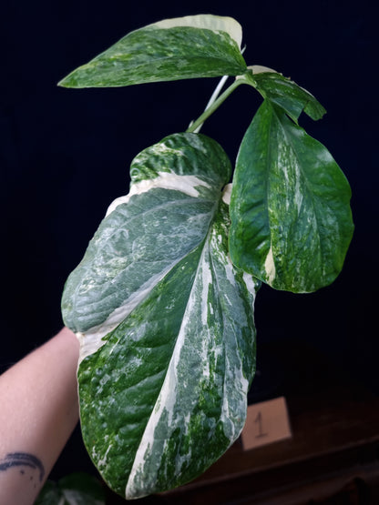 Amydrium Medium Variegata