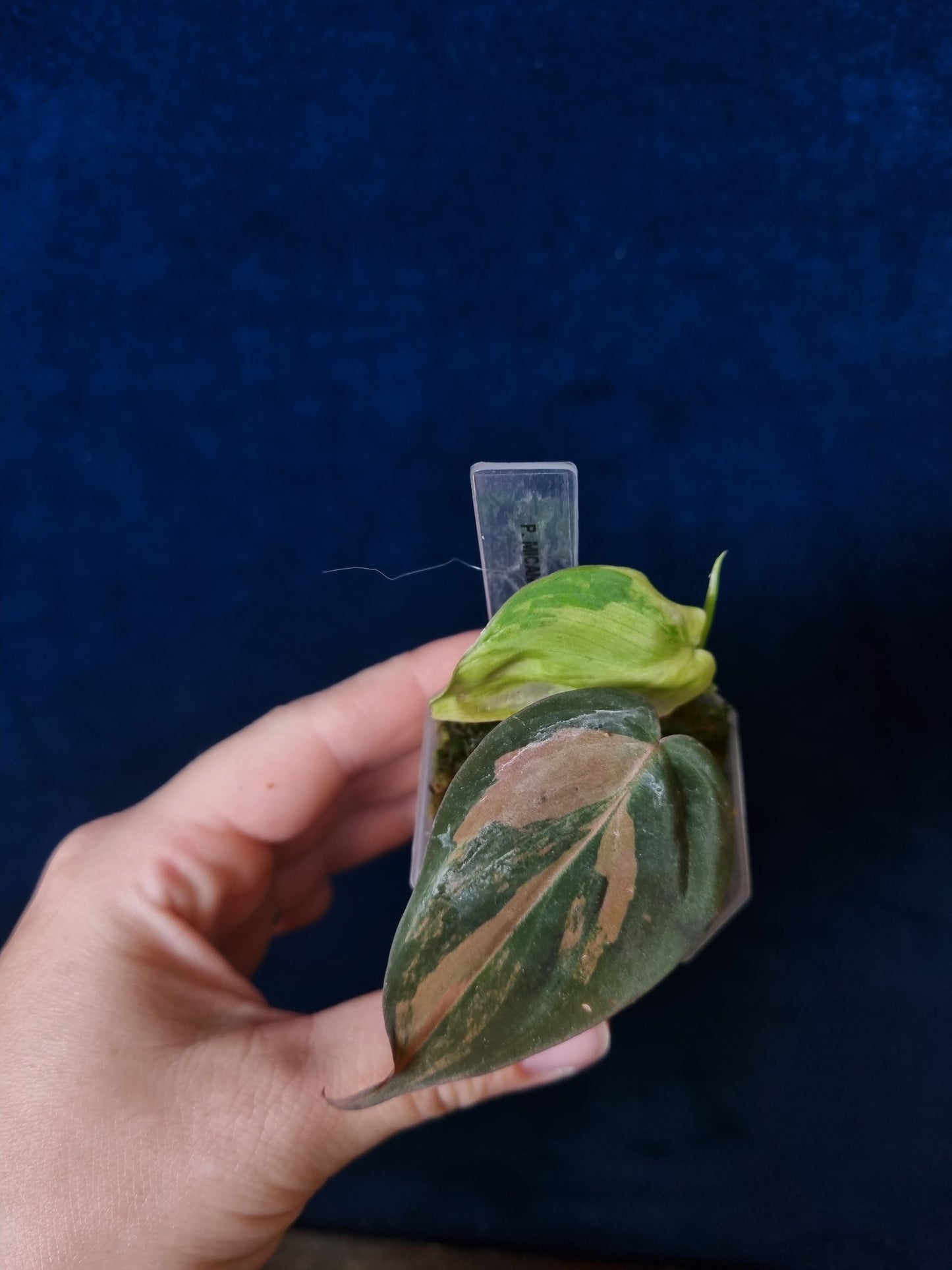Philodendron Micans Variegata