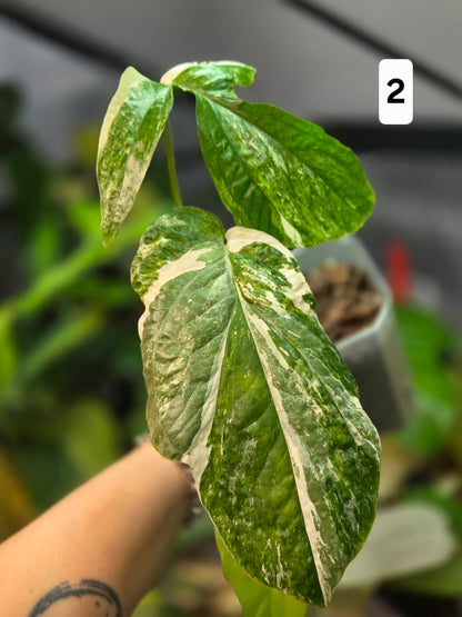 Amydrium Medium Variegata Medium