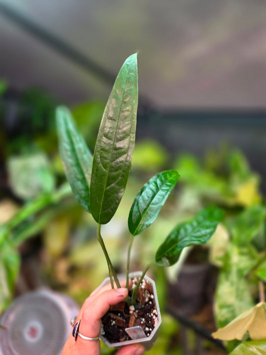 Monstera Obliqua Yasuni