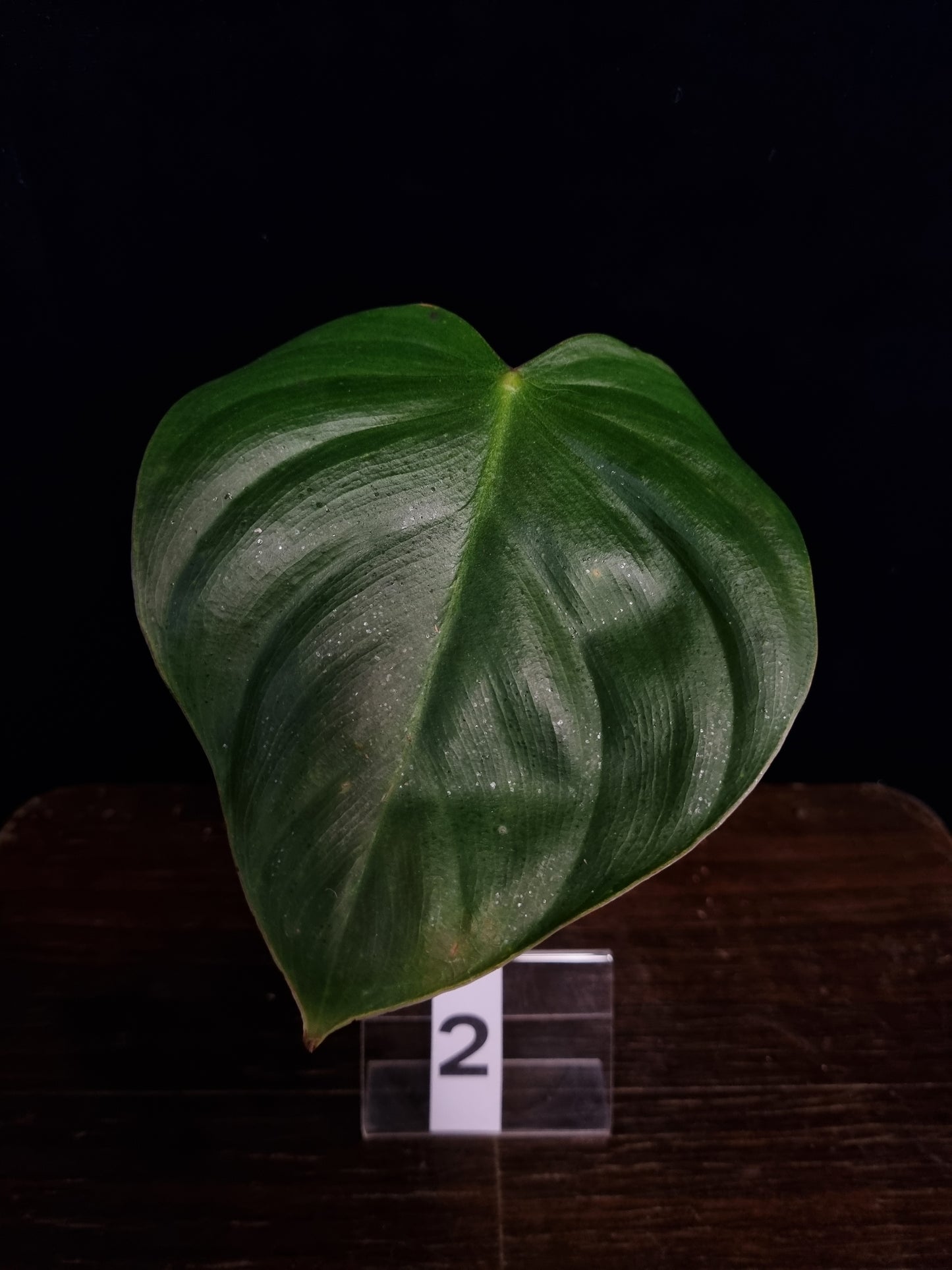 Philodendron Werneri x Nangaritense