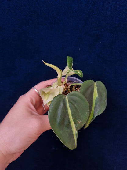 Philodendron Cream Splash