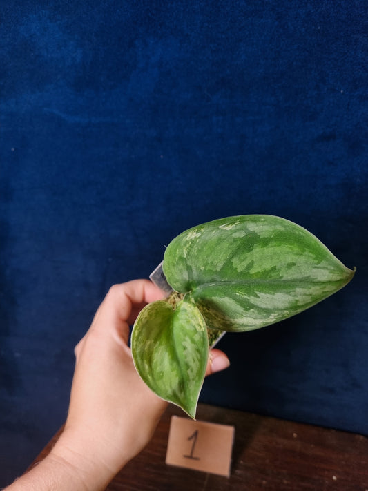 Scindapsus Silver Knight Variegata