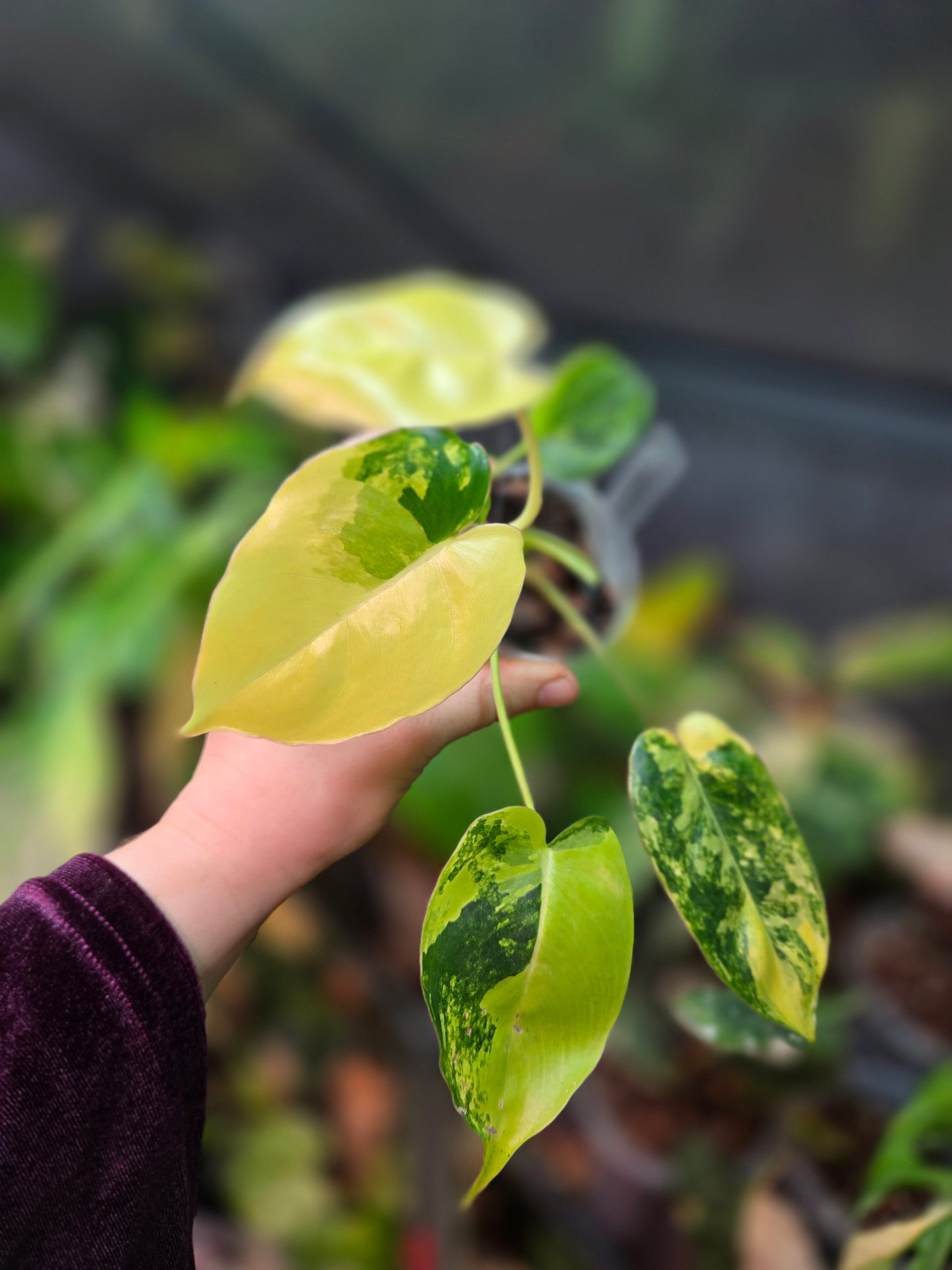 Philodendron Burle Marx Variegata