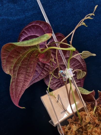 Dioscorea Discolor