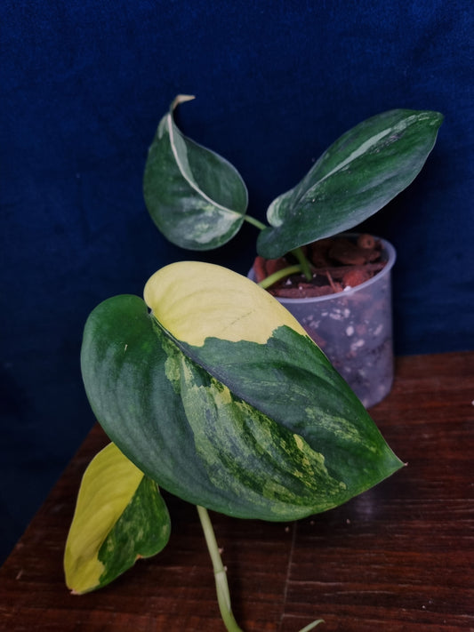 Scindapsus Jade Satin Aurea Big