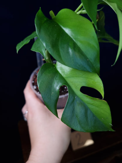 Rhaphidophora Tetrasperma Aurea Medium