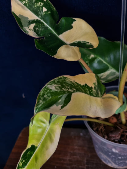 Philodendron Burle Marx Variegata