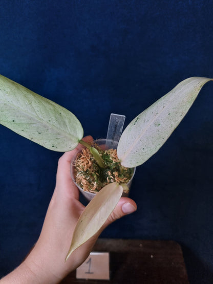 Philodendron Whipple Way Mottled