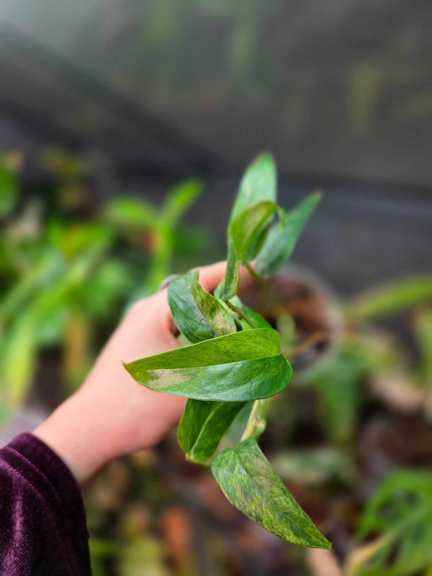 Epipremnum Cebu Blue Mint