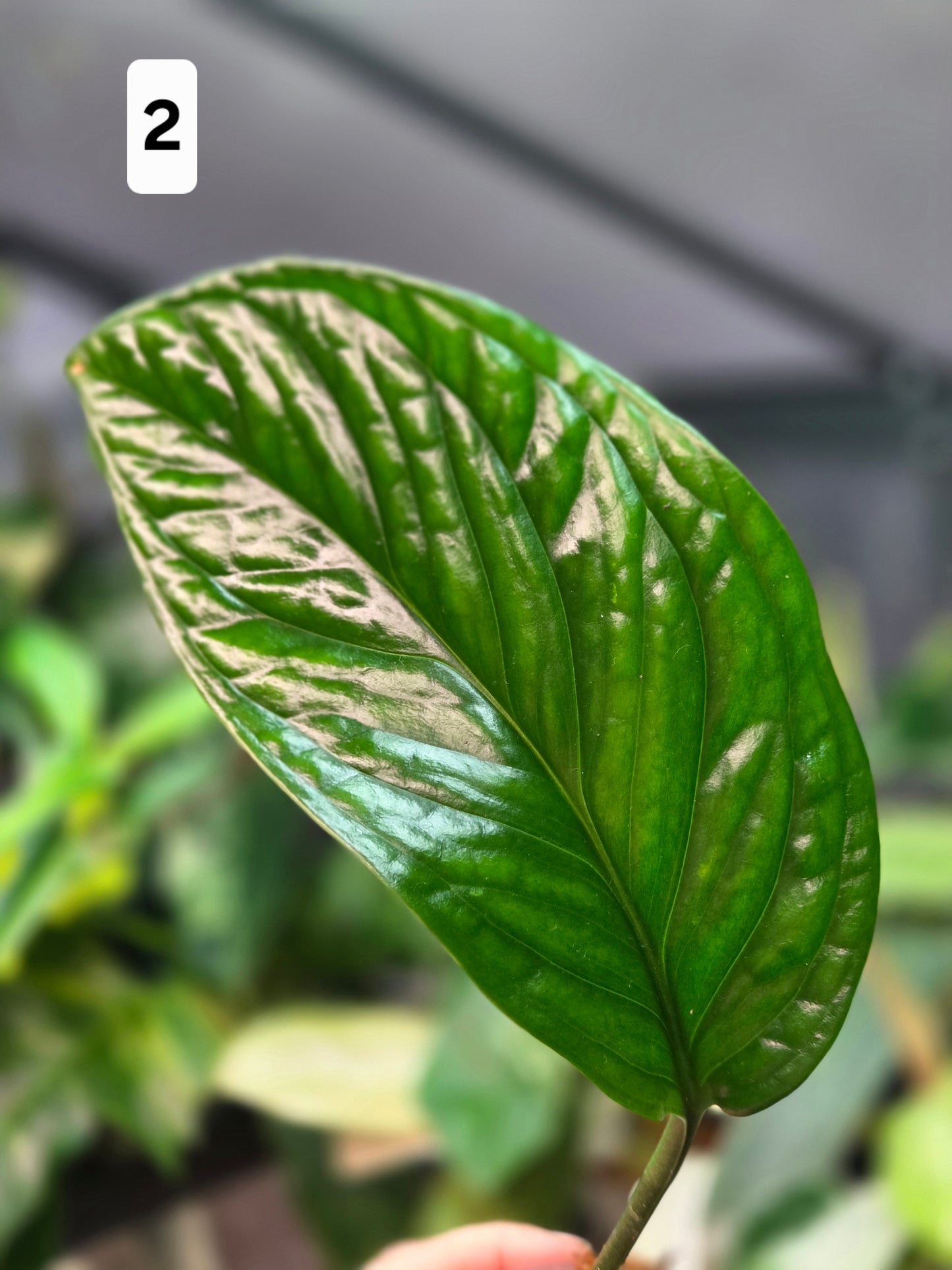 Monstera Pinnatipartita