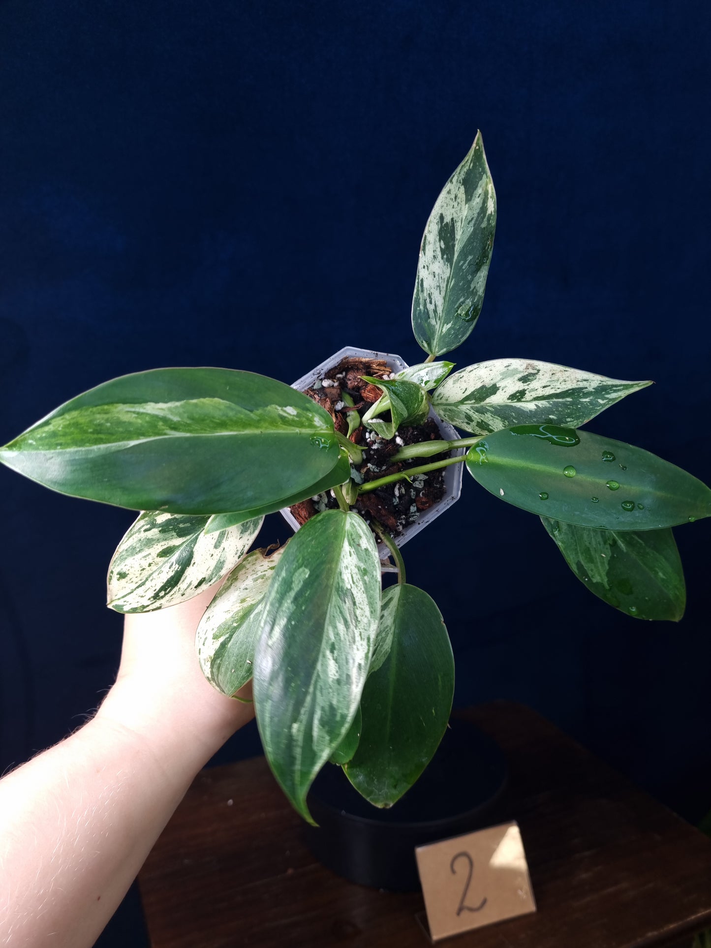 Philodendron Emerald Ice Medium