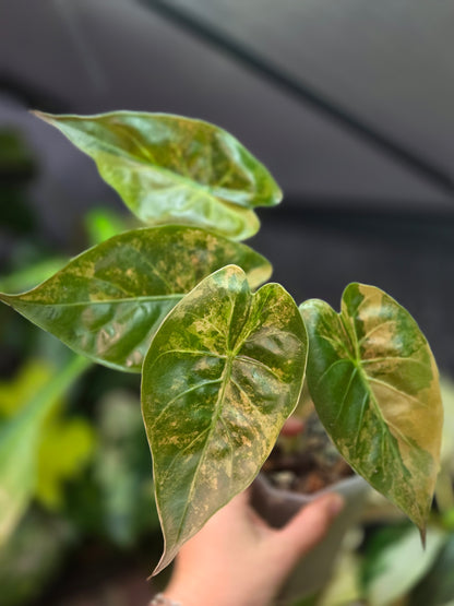 Alocasia Wentii Aurea